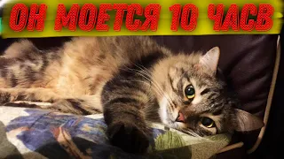 МОЙ КОТ МОЕТСЯ 10 ЧАСОВ