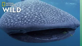 5 Big Sharks That Rule the Sea | Nat Geo Wild