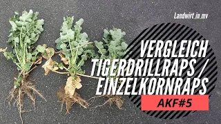 AKF #5 Raps – Vergleich Tigerdrillraps / Einzelkornraps