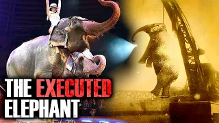 The Elephant That Was Hanged To Death | Tragic Story Of Marry The Elephant