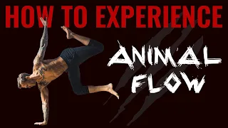 How To Experience Animal Flow