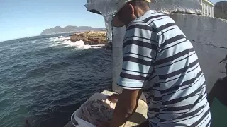 Seal Chum at Kalk Bay