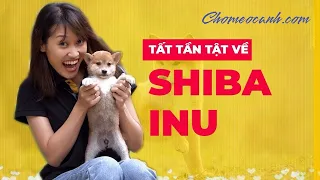 Chó Shiba Inu Nhật Bản - Nguồn gốc, đặc điểm, cách nuôi & bảng giá, mua bán ở đâu? Chomeocanh.com