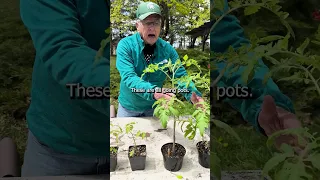 Sequential Planting Of Tomatoes