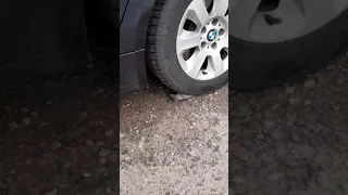 Ржака BMW и Мышь