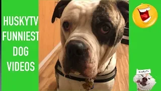 Most Funniest Pet & Dog Animal Videos of the Week December 2018 | Compilation Funny Dog Videos