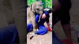Слоник любит игратся