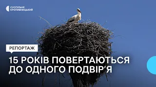 На Кіровоградщині пара лелек 15 років поспіль селиться на одному подвір’ї