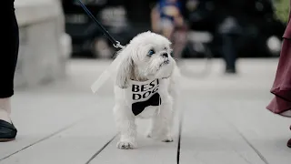 Cutest Dogs in Weddings || Dog Walks Down the Aisle