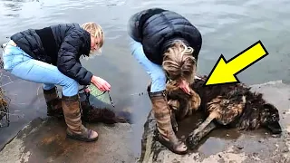 Женщина бросилась в воду на помощь собаке, но то что она увидела не ожидал никто