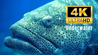 Ocean Life Relaxation Music Underwater Scenic Beauty 4K