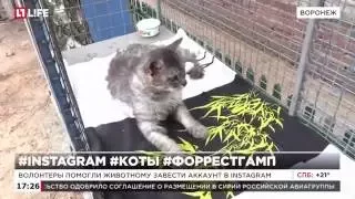 Кот Форрест Гамп ищет врачей, которые сделают ему протезы лап