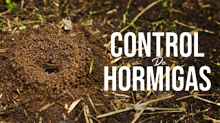 CÓMO CONTROLAR HORMIGUEROS EN EL CULTIVO | Jairo Restrepo Rivera