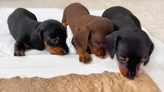 Dachshund puppies are eating raw meat for the first time.