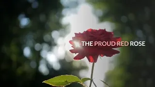 THE PROUD RED ROSE | Short Moral Story | Kids Story | Bedtime Story