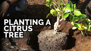 How to Plant Citrus Trees From Start to Finish (COMPLETE GUIDE) 🍊