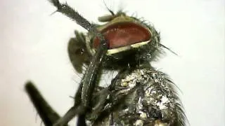 Dying Fly Under Microscope