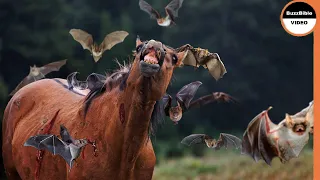 Bloodthirsty Vampire Bats Drain a Horse of Its Blood !!