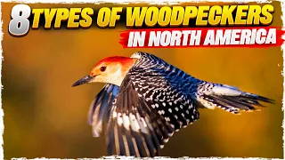 8 Types of Woodpeckers in North America (with Pictures)
