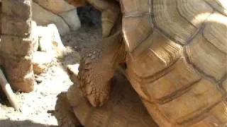 tortoise humping