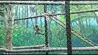 #monkeys#monkey#monkeyvideo