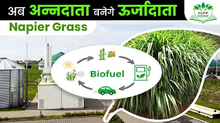 Napier grass बेचकर कमा रहे लाखो सालाना |किसान बनेगा ऊर्जादाता |नेपीयर घास buisness model Ankit Maloo