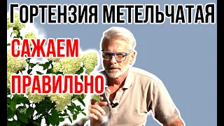 ГОРТЕНЗИЯ метельчатая / ПРАВИЛЬНАЯ ПОСАДКА и уход / Игорь Билевич