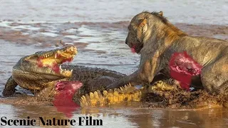 Lion Attack Buffalo and Eat Alive Moments - Animal Fighting | Scenic Nature Film