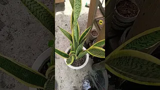 Sansevieria plant ilagay sa loob ng bahay para itama ang maling fengshui#shorts #fengshui