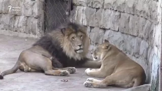 Bakı zooparkından gələn qoxu...