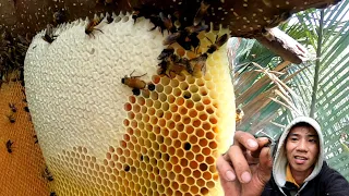 Săn bắt ong rừng ám ảnh với ba tổ ong hung dữ trên cây bần cao