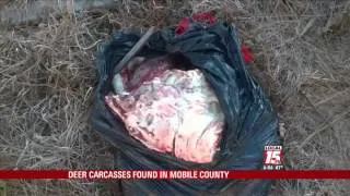 EXCLUSIVE: Deer Carcasses Dumped On Roads