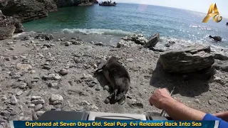 Orphaned at Seven Days Old, Seal Pup  Evi Released Back Into Sea