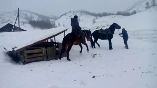 обучение лошади (Алтай)training horse (Altai)