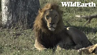 WildEarth - Sunset  Safari - 06 July 2022