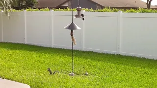 Squirrel Baffle and Bird Feeder