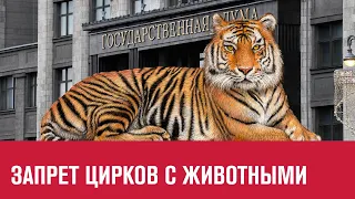 В Думе обсудят запрет на использование животных в цирках - Москва FM