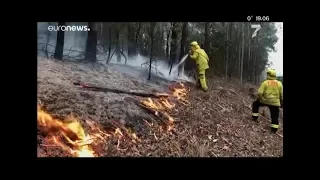 Пожары в Австралии уничтожили 17 человек и тысячи коал