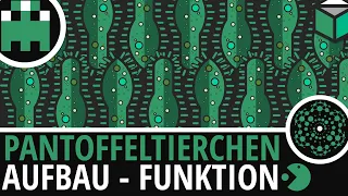 Pantoffeltierchen Aufbau einfach erklärt│Biologie Lernvideo [Learning Level Up]