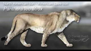 American Lion: Pleistocene Apex Predator