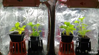 The Effect of Music on Plant Growth