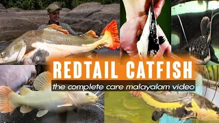 Redtail catfish complect review / malayalam