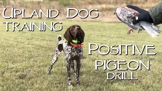 Positive Pigeons - Upland Dog Training