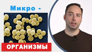 Микроорганизмы, какие они по форме? Введение в микробиологию.