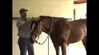 Horse Massage: Releasing Tension with the Head Down Technique using the Masterson Method®