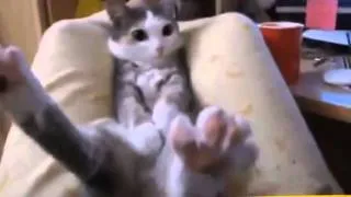 ★ World Most Funny Animal Videos October 2014 ★