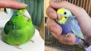 Baby Animals 🔴 Funny Parrots and Cute Birds Compilation (2022) Loros Adorables Recopilación #44