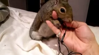 My pet squirrel Newton gets vocal