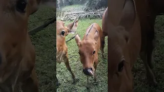 kasih garam sapi bali sore hari