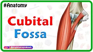 Cubital Fossa Anatomy Animation | Boundaries and Contents | USMLE Review